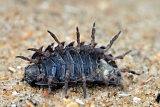 rolpissebed (Armadillidium vulgare) 5-2012 8300